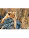 RAVENSBURGER Puzzle 200 p XXL Le petit lionceau 129461